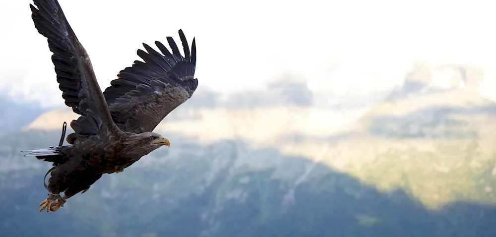 Bird in flight