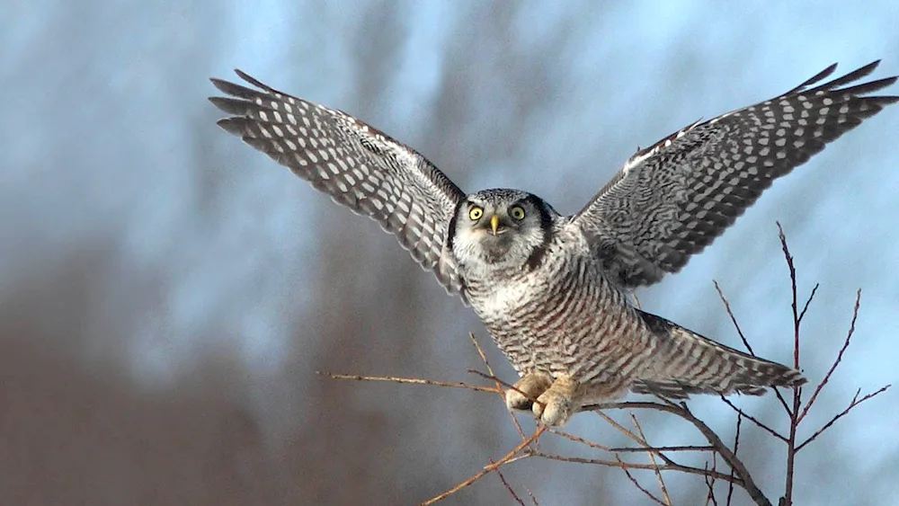 Hawk Owl