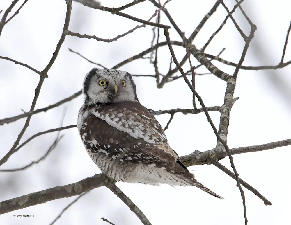 Hawk Owl in the Sverdlovsk Oblast