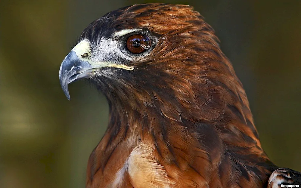 Red Kite Milvus