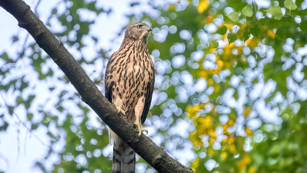 Birds of Tatarstan