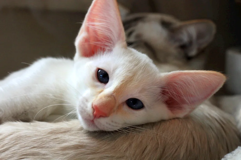 Oriental cat breed