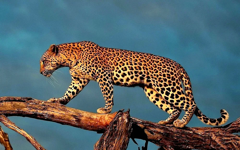 Javan Leopard