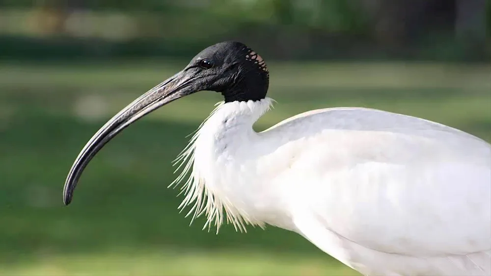 Snake heron