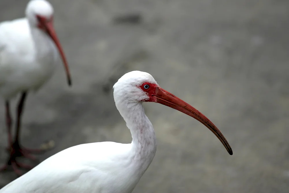 Ibis koko