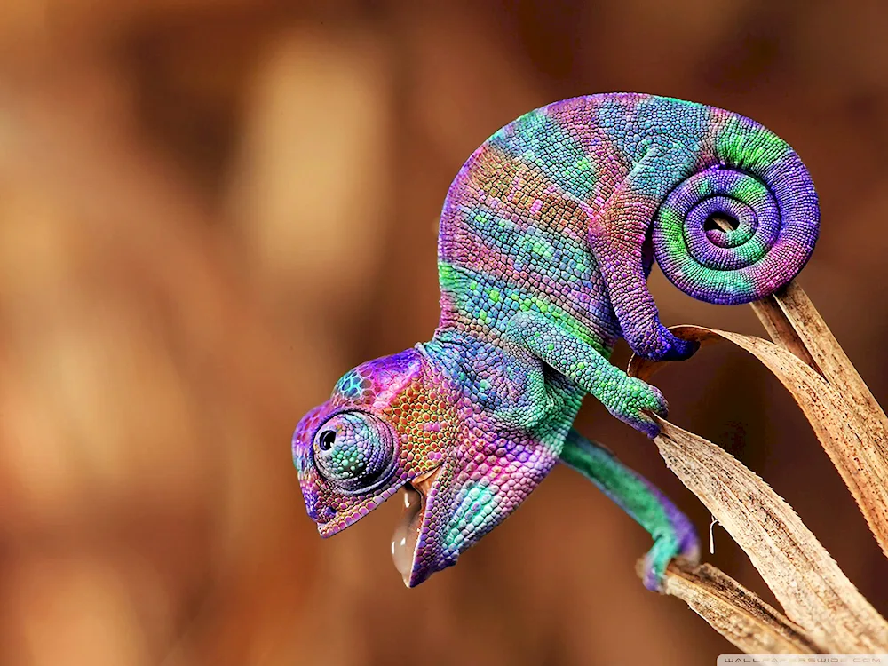 Yemenite chameleon