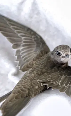 Pintail Swift