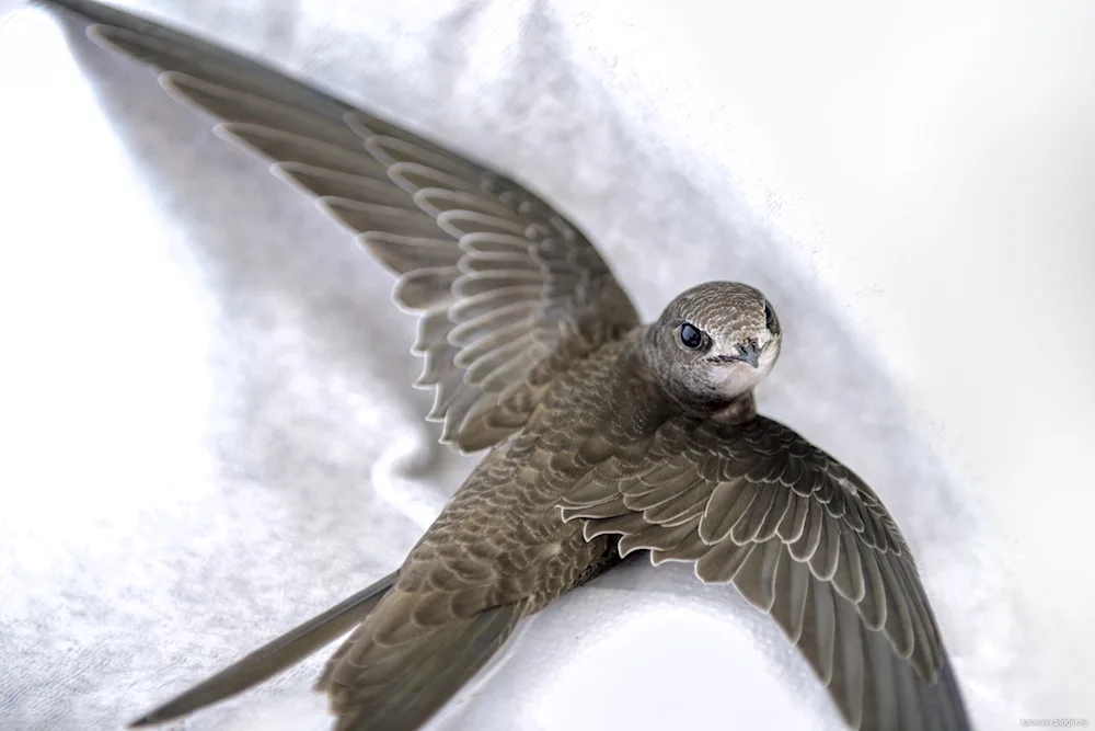 Pintail Swift