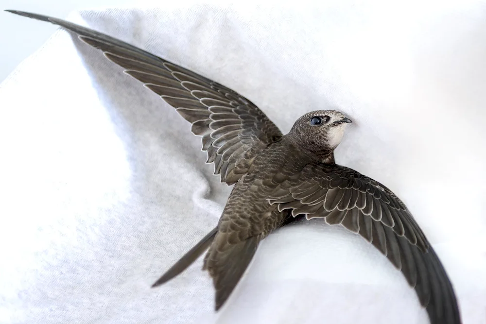 Angle-tailed Swift