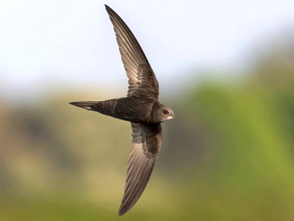 Angle-tailed Swift