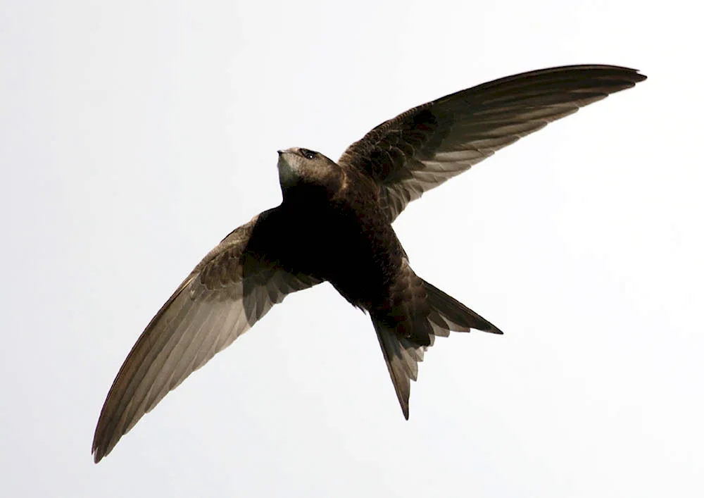 Angle-tailed Swift. Swift