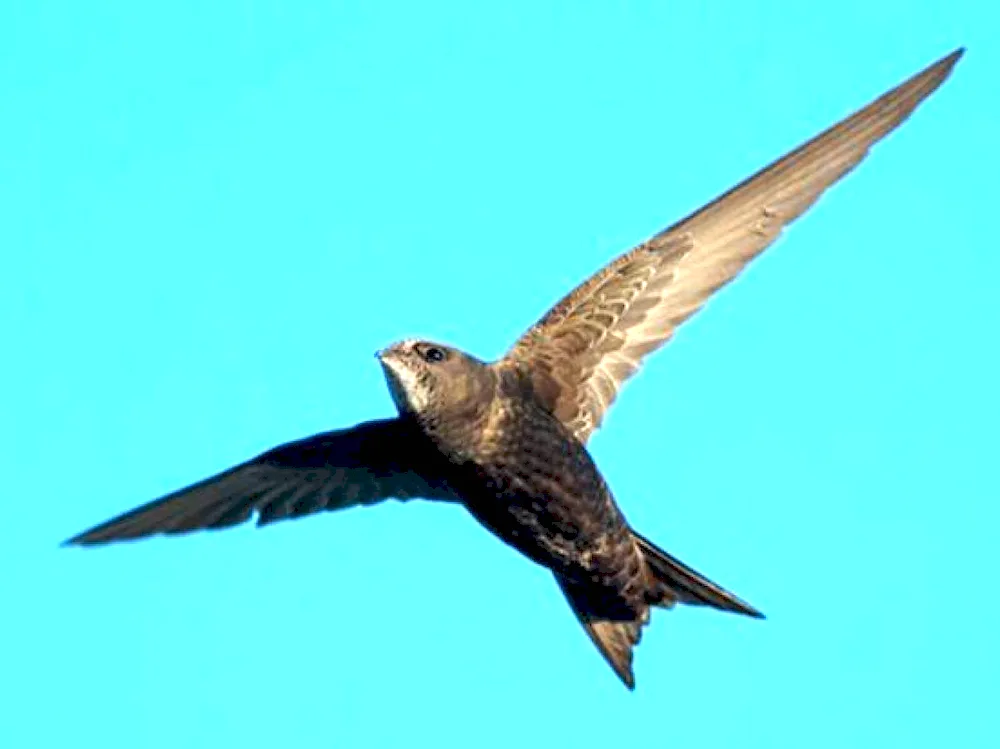 Angle-tailed Swift