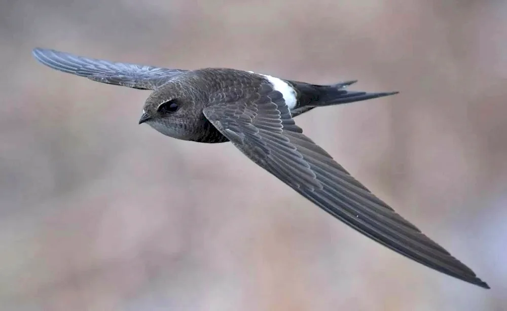 Angle-tailed Swift bird