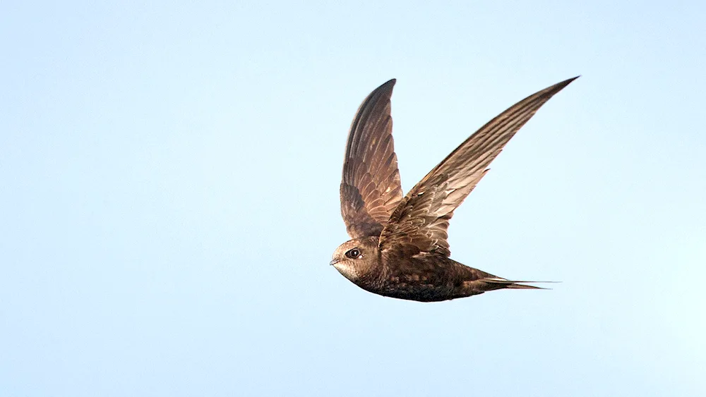 Pintail Swift