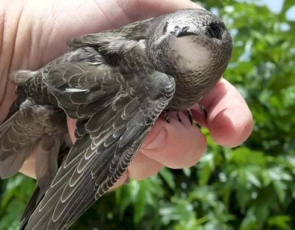 Angle-tailed Swift