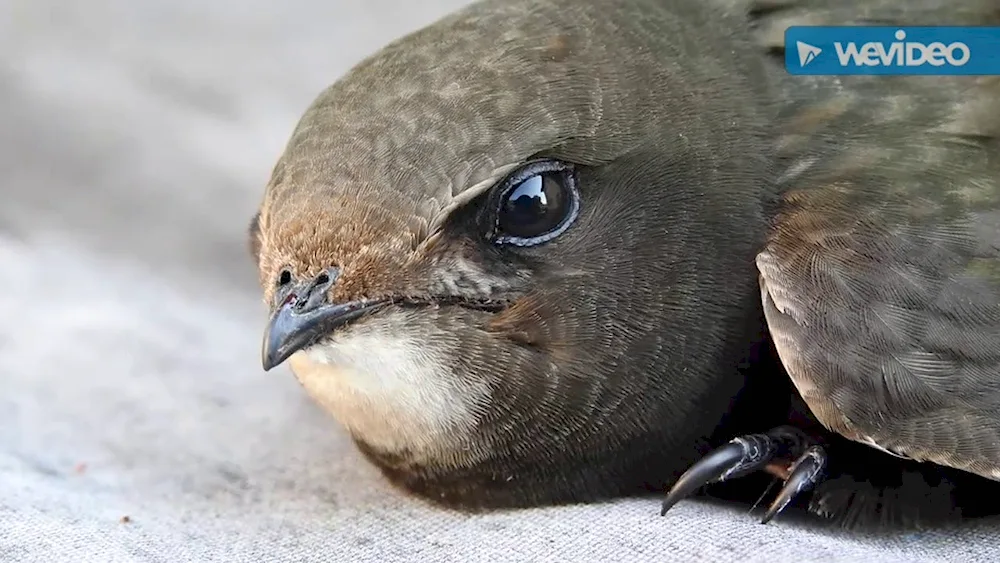 Angle-tailed Swift