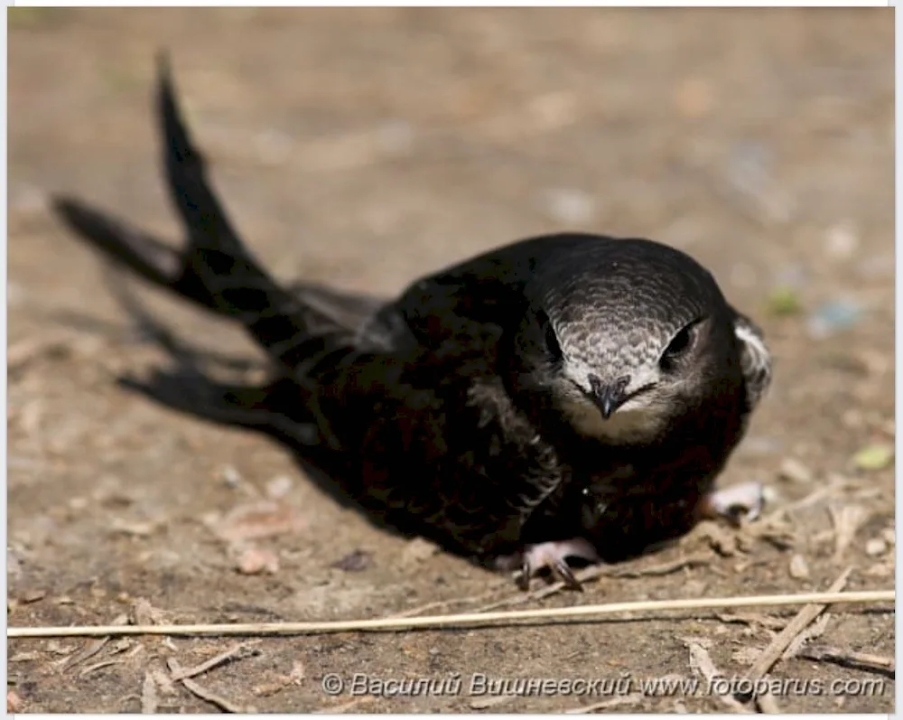 Angle-tailed Swift