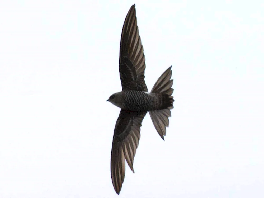 Angle-tailed Swift