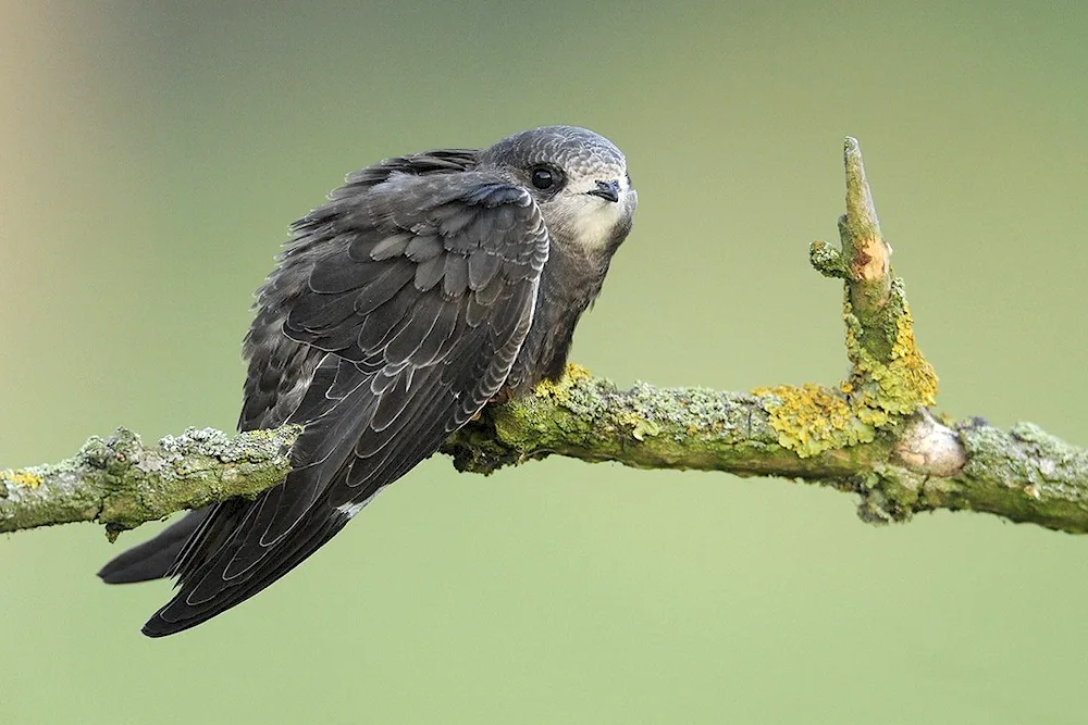 Pintail Swift