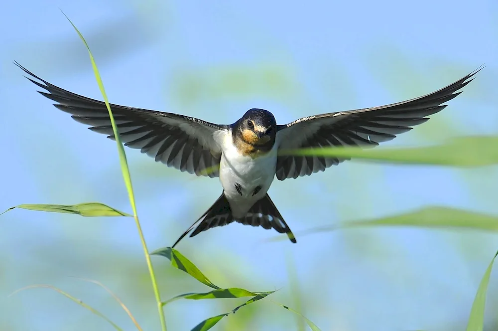 An eagle-tailed swifts