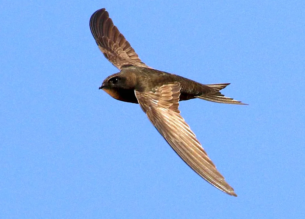 Swifts birds