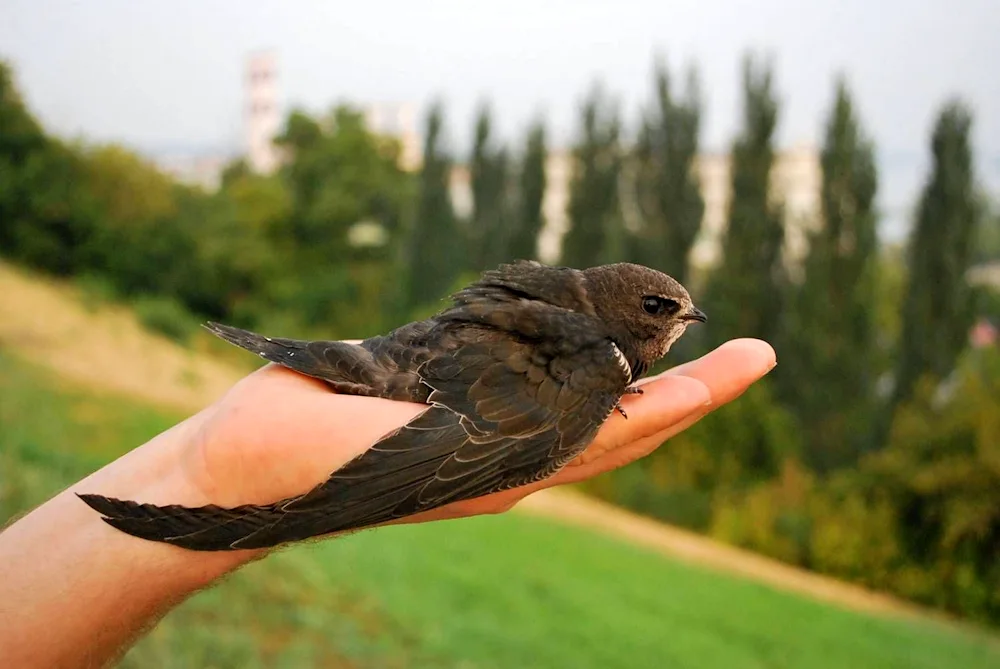 Swallow bird