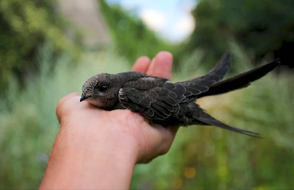 Pintail Swift