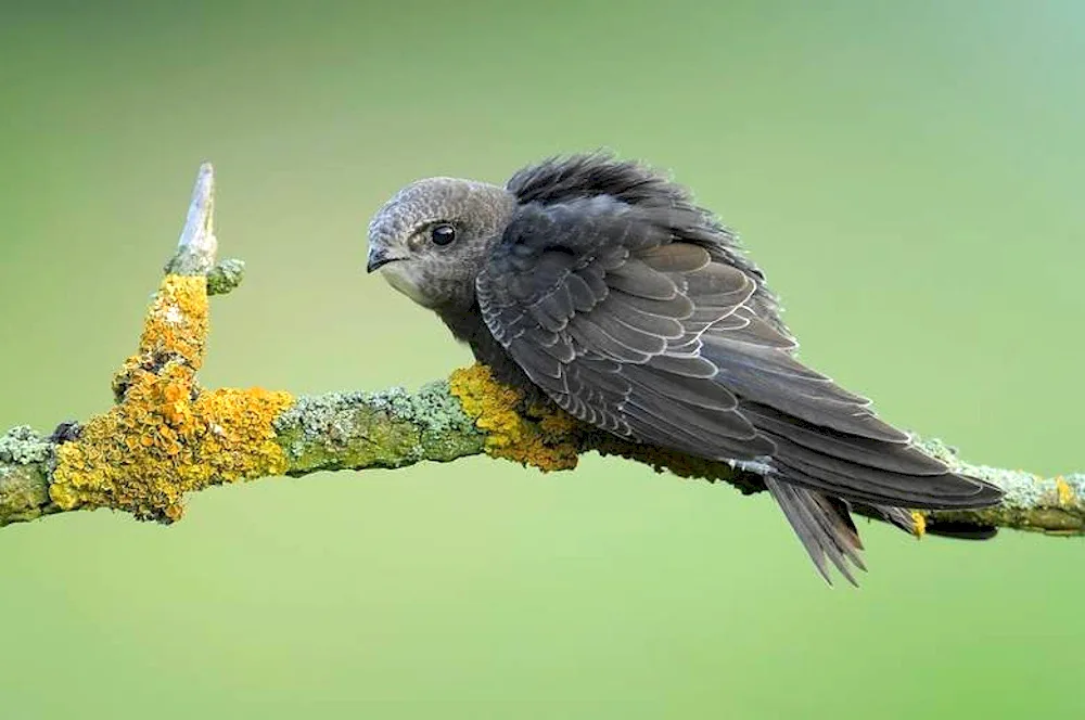 Pintail Swift bird