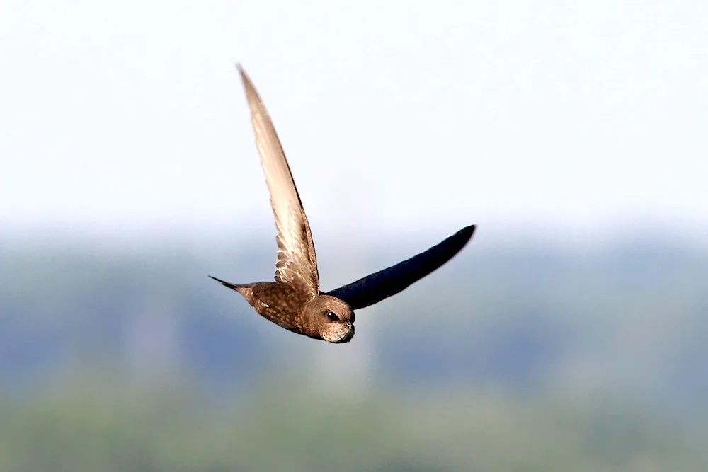 Pintail Swift