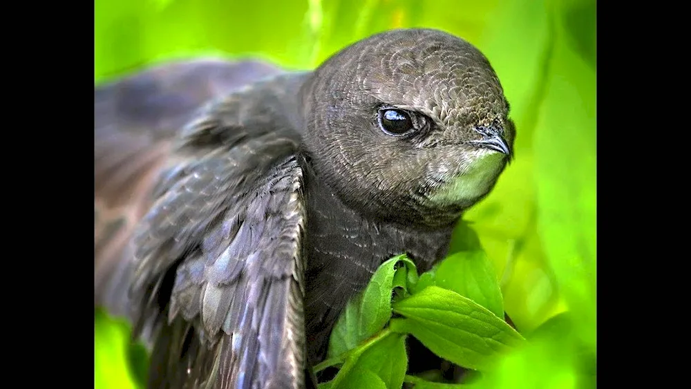 Angle-tailed Swift Swift