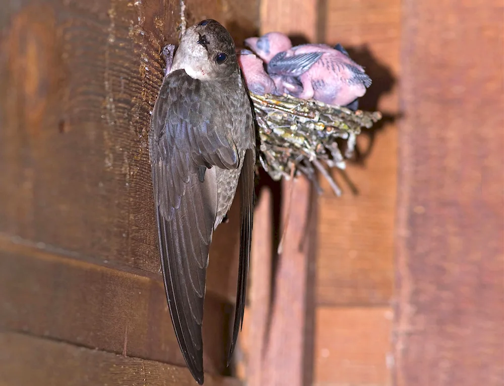 Swallow nest under the roof