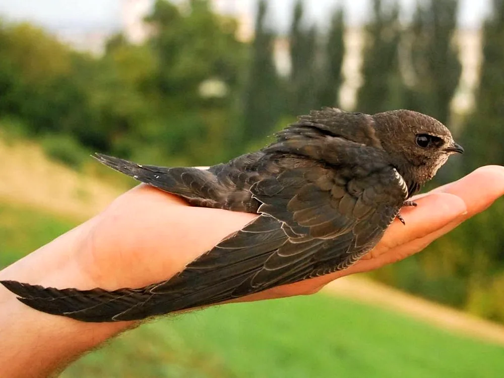 Angle-tailed Swift chicks