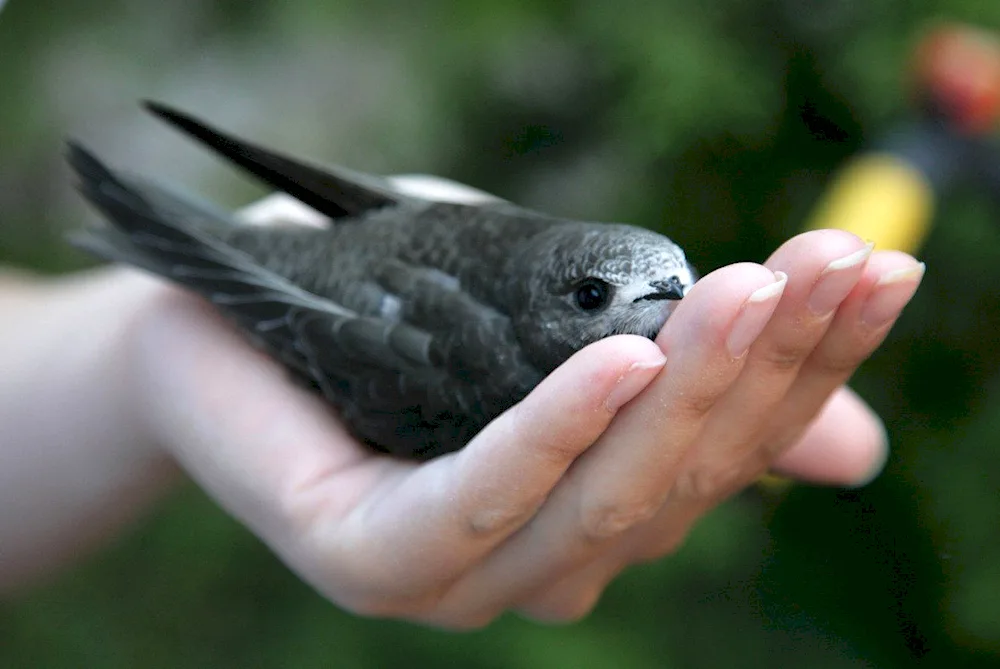 Angle-tailed Swift Chicks