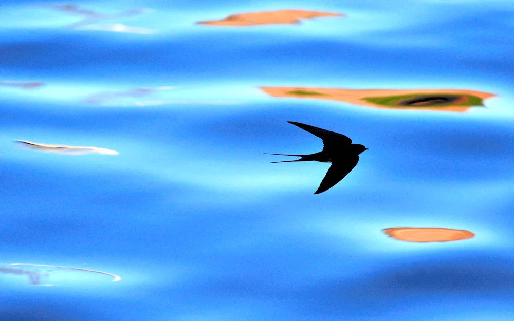 An eagle-tailed swift bird