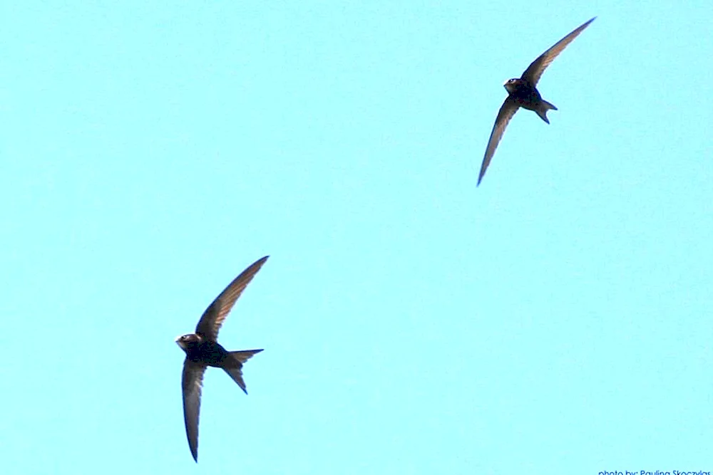 The eagle-tailed swift