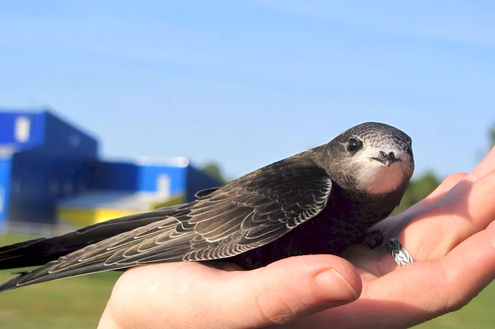 Pintail Swift bird