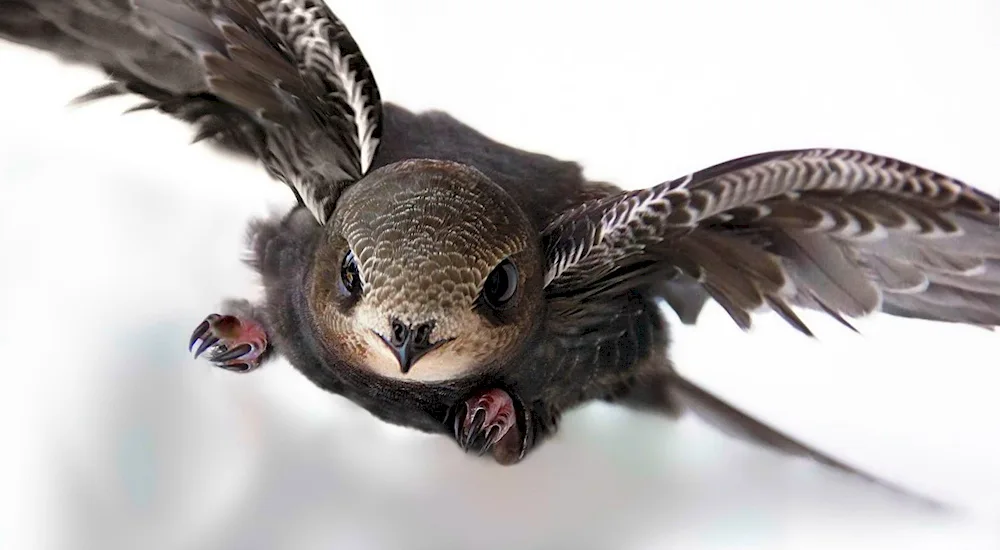 Angle-tailed Swift