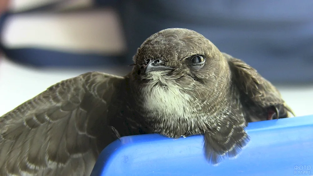 Angle-tailed Swift bird