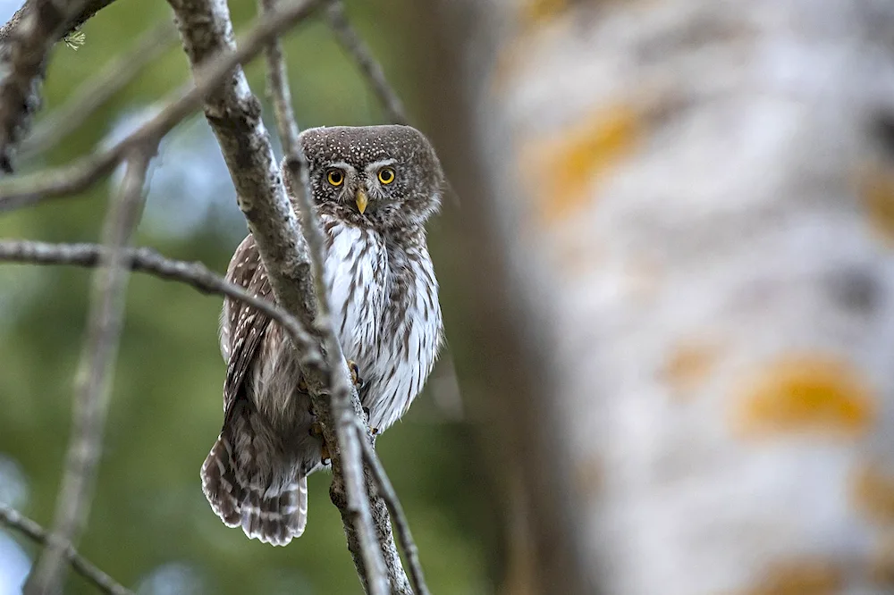 Eurasian Pygmy Owl