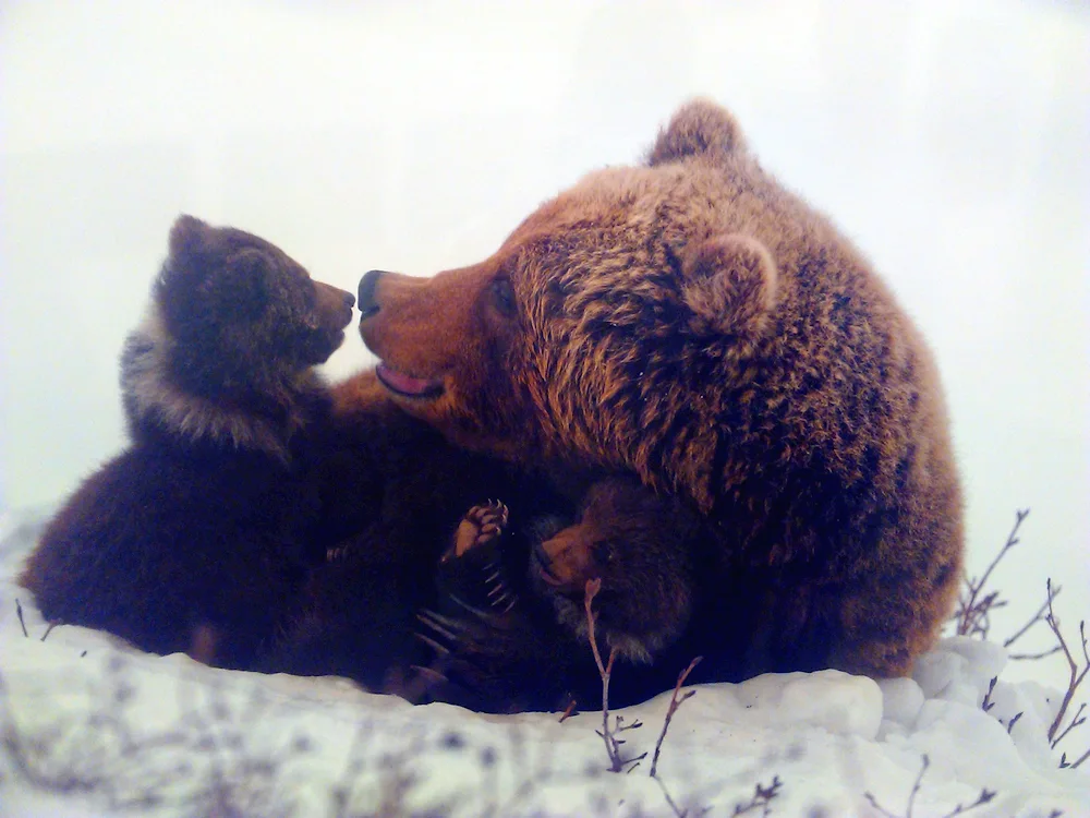 Brown bear in the den