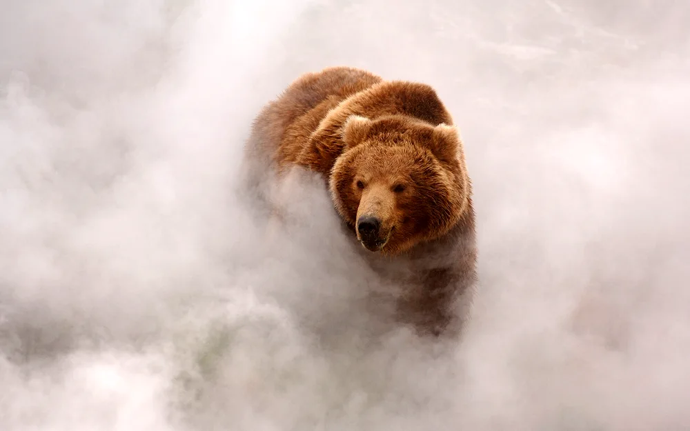 Igor Shpilenok Bears of Kamchatka