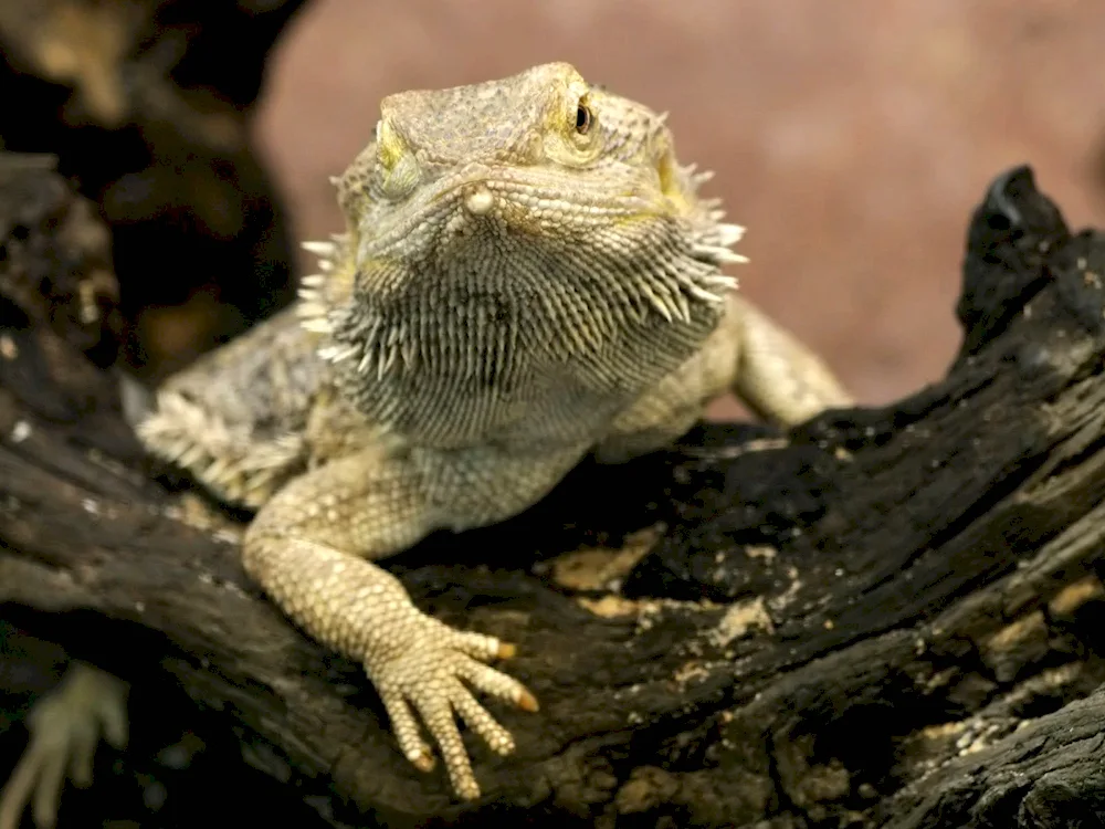 Australian forest dragon lizard
