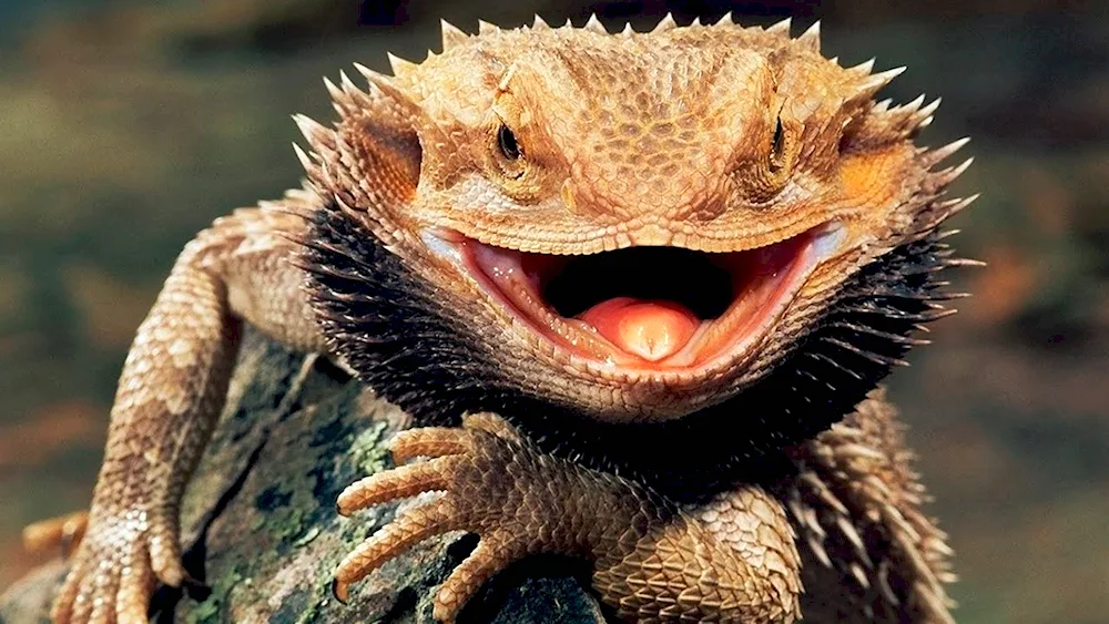 Belt-tailed lizard