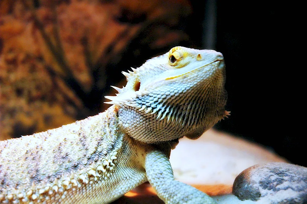 Chameleon iguanaVaran iguana