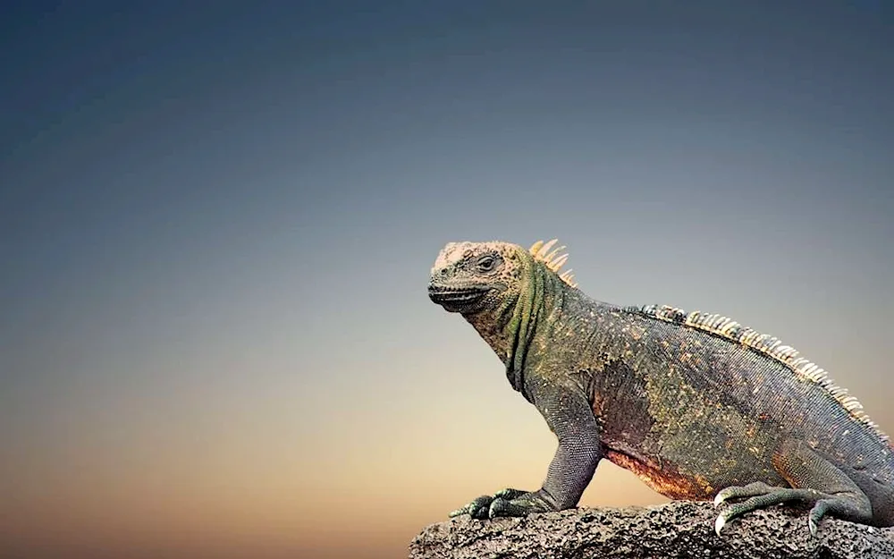 Iguana bearded agama