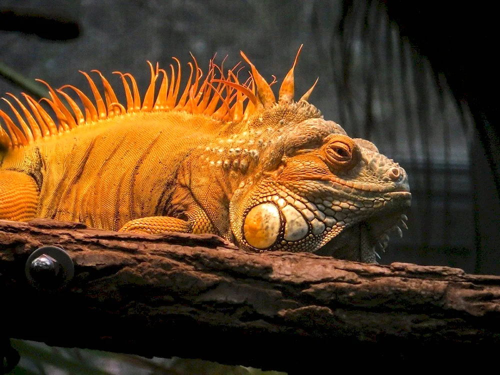 Iguana dragon lizard