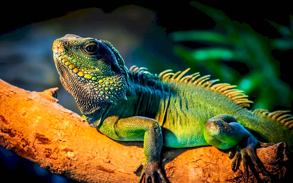 Varan iguana chameleon