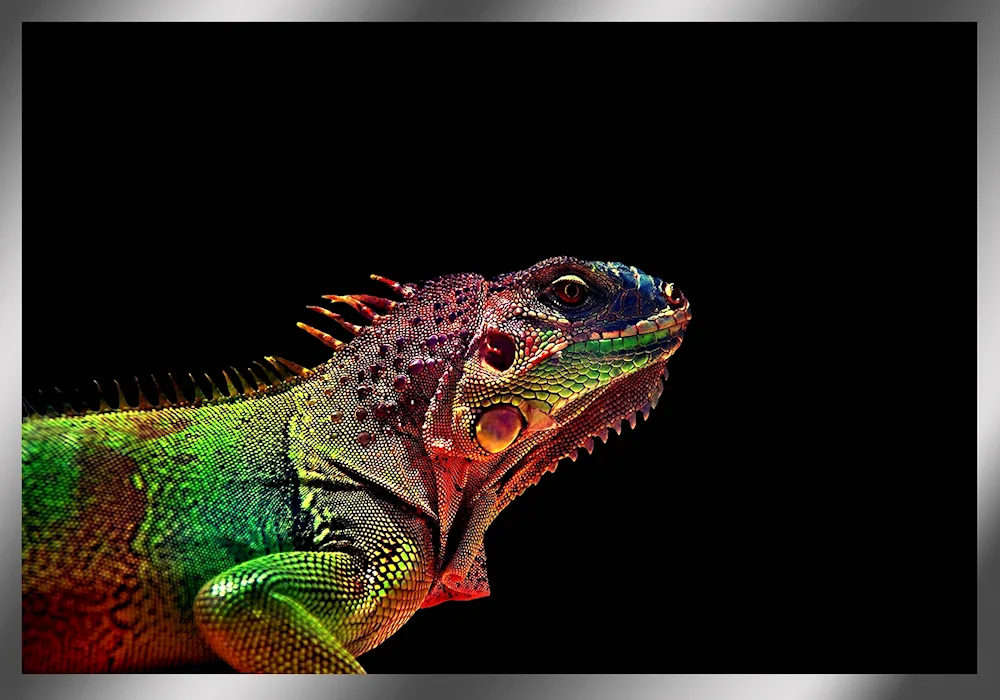 Chameleon lizard Varan