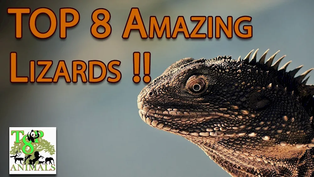 Bearded agama