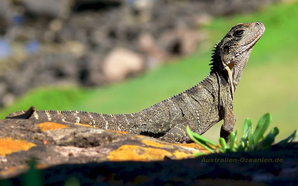 Iguana Varan